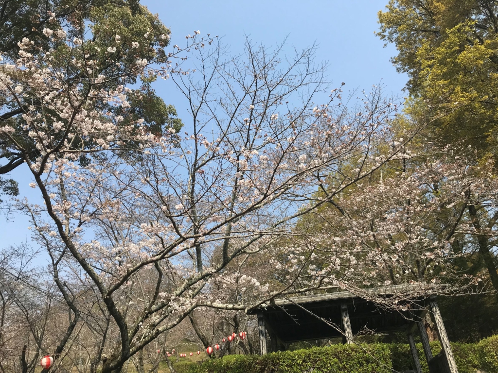 ３月末お花見